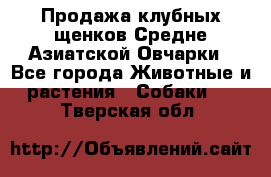 Продажа клубных щенков Средне Азиатской Овчарки - Все города Животные и растения » Собаки   . Тверская обл.